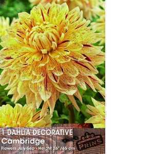 Dahlia Decorative Bulbs Cambridge 1 Per Pack