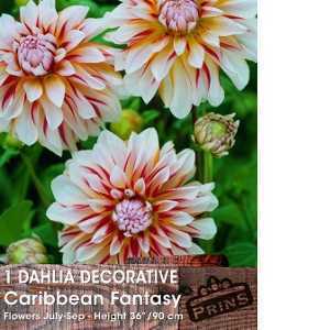 Dahlia Decorative Bulbs Caribbean Fantasy 1 Per Pack