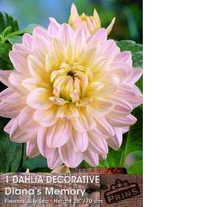 Dahlia Decorative Bulbs Diana's Memory 1 Per Pack