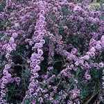 Buddleia Alternifolia Unique (Butterfly Bush)