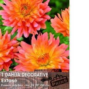 Dahlia Decorative Bulbs Extase 1 Per Pack