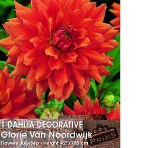 Dahlia Decorative Bulbs Glorie Van Noordwijk 1 Per Pack