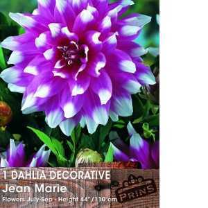 Dahlia Decorative Bulbs Jean Marie 1 Per Pack
