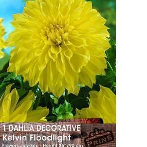 Dahlia Decorative Bulbs Kelvin Floodlight 1 Per Pack