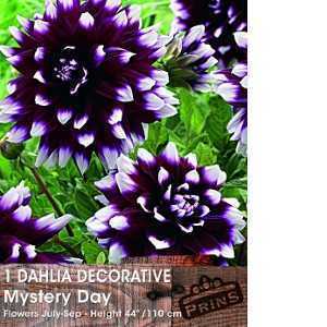 Dahlia Decorative Bulbs Mystery Day 1 Per Pack