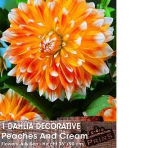 Dahlia Decorative Bulbs Peaches and Cream 1 Per Pack