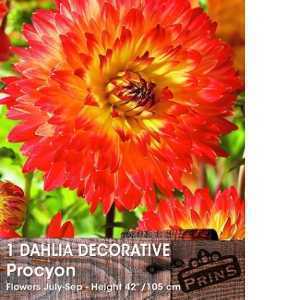 Dahlia Decorative Bulbs Procyon 1 Per Pack