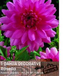 Dahlia Decorative Bulbs Rosella 1 Per Pack