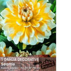 Dahlia Decorative Bulbs Seattle 1 Per Pack