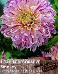 Dahlia Decorative Bulbs Smokey 1 Per Pack