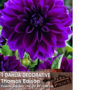 Dahlia Decorative Bulbs Thomas Edison 1 Per Pack