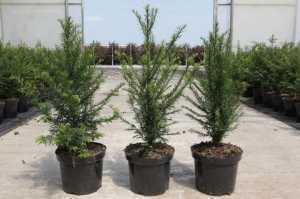 Taxus baccata (English Yew)