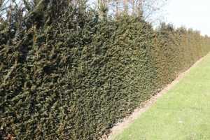 Taxus baccata (English Yew)