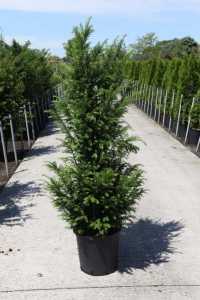 Taxus baccata (English Yew)