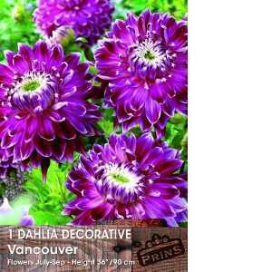 Dahlia Decorative Bulbs Vancouver 1 Per Pack