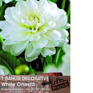Dahlia Decorative Bulbs White Onesta 1 Per Pack