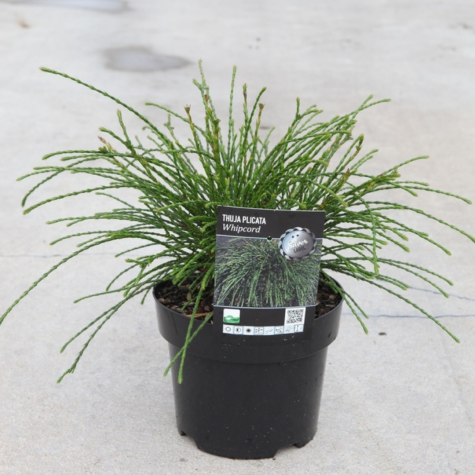 Thuja Plicata Whipcord Weeping Western Red Cedar