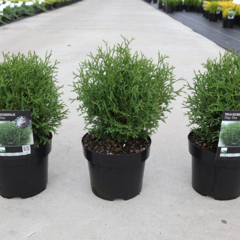 Thuja Occidentalis Tiny Tim