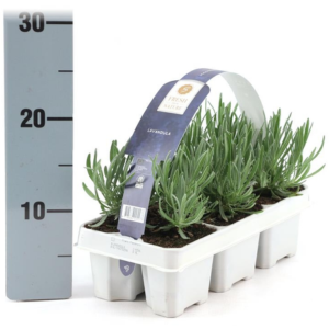 Lavender (Lavandula) Angustifolia English  Tray of 6 Plants