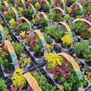 Shrubs Mixed Varieties 6 per Tray