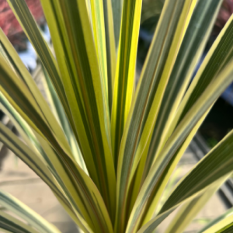 Cordyline australis 'Torbay Dazzler' (Cabbage Tree)