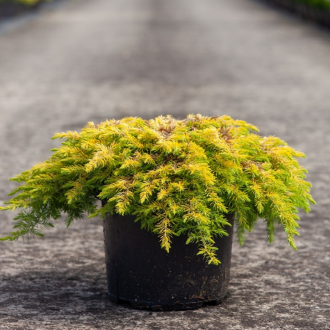 Juniperus (Juniper) Conferta All Gold