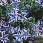 Lithodora (Lithospermum) Diffusa Blue Star