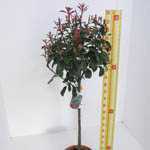 Photinia x Fraseri 