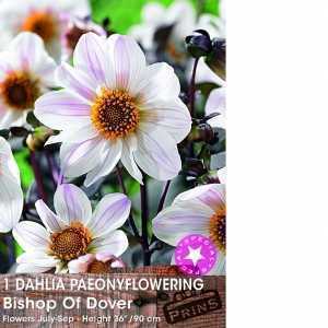 Dahlia Paeonyflowering Bulbs Bishop Of Dover 1 Per Pack