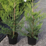 Cupressocyparis Leylandii 130cm 4Ltr