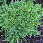 Juniperus (Juniper) Horizontalis Andorra Compacta