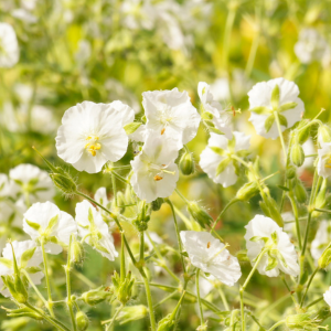 Geranium phaeum Album