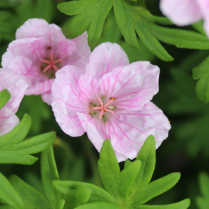 Geranium End. Wargrave Pink Hardy Geranium