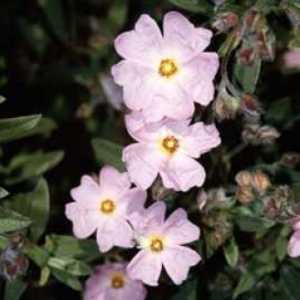 Cistus Skanbergii Rockrose