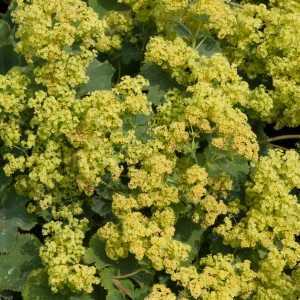 Alchemilla Mollis Ladys Mantle