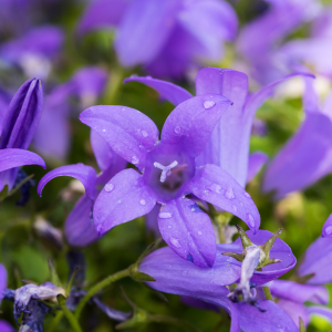 Campanula Portenschlagiana RHS Awarded