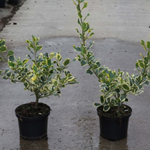 Ilex alteclerensis 