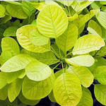 Cotinus Coggygria Golden Spirit (Smoke Bush)