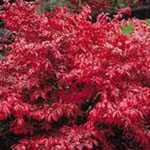 Euonymus Alatus Burning Bush