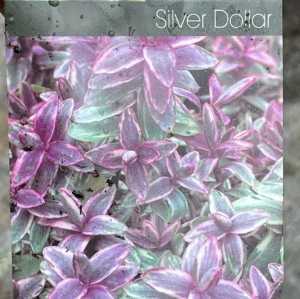 Hebe Silver Dollar