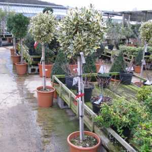 Euonymus Japonica Aureopictus Bravo 1/2 Standard 90cm Clear Stem, 35-40cm Head, 18.5ltr