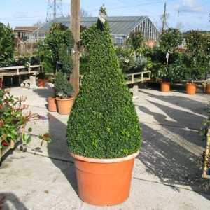 Buxus Sempervirens Pyramid/Cone (Box Hedge/Topiary Plant) 190cm