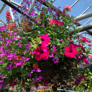 Summer Planted Mixed Wicker  Hanging Baskets 16 Inch