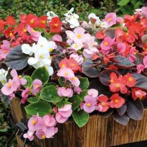 Begonia Semperflorens Mixed Leaf Mixed Pack of 10