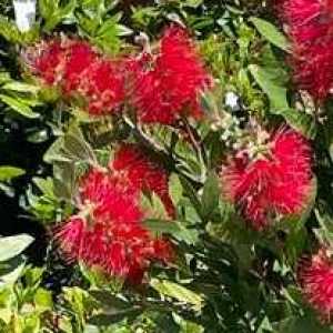 Callistemon 1/4 Standard (Bottle-Brush)