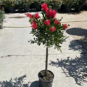 Callistemon 1/4 Standard (Bottle-Brush)