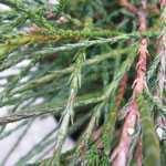 Thuja Plicata Whipcord Weeping Western Red Cedar