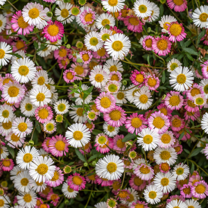 Erigeron Karvinskianus Profusion Mexican Fleabane