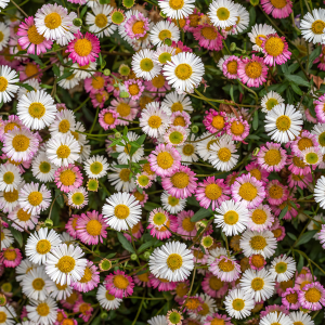 Erigeron Karvinskianus Mexican Fleabane