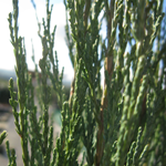 Juniperus Scopulorum Skyrocket  Juniper Skyrocket